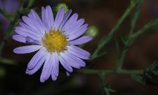 Heart-Leaved Aster