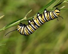 Monarch Caterpillar