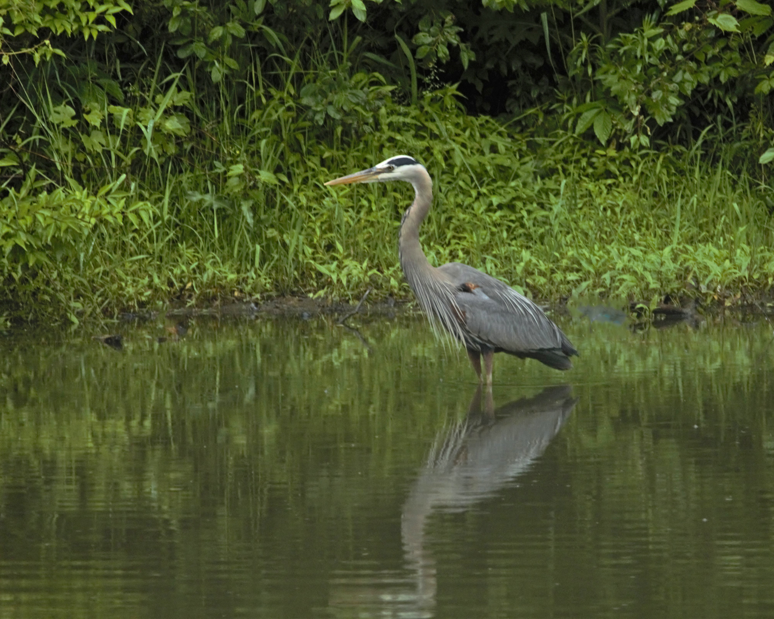 Wetlands Delineation & Evaluation