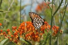 Regal Fritillary
