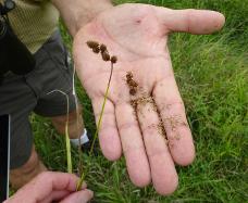 Carex cristatella