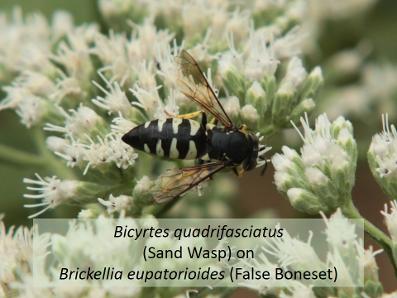 Insects in a Backyard Prairie