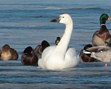 Tundra Swan