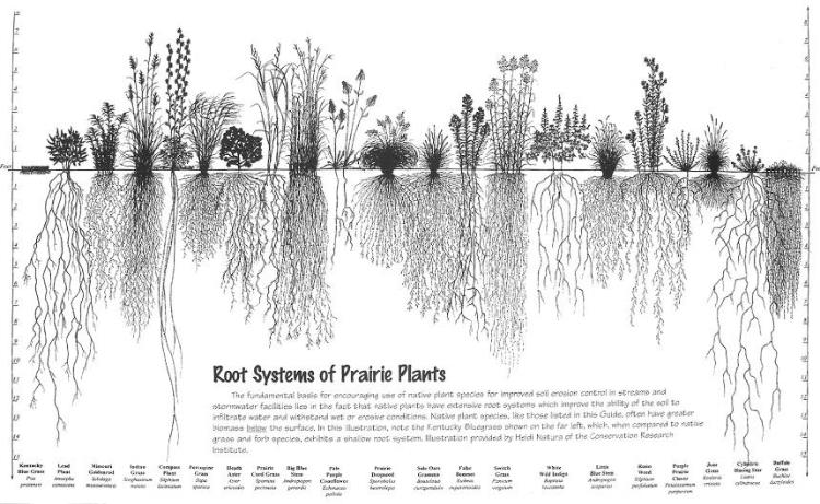 Depth of Prairie Plant Roots